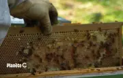 Abeilles menacées : un apiculteur livre ses astuces pour les protéger