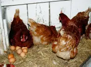 Adoption de poules pondeuses réformées au Pays basque et Béarn