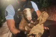 Agneau nouveau-né sauvé par les gendarmes dans le Vaucluse