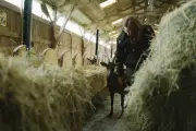 Agriculture : des mesures insuffisantes pour le renouvellement des générations
