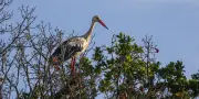 Alsace et Lot-et-Garonne : la cigogne blanche pourrait bientôt nicher dans le Sud-Ouest