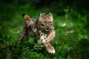 Amende record pour une sexagénaire ayant tué un lynx protégé