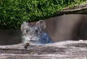 Anne-Marie Moulin : le rat, grand méchant loup des épidémies