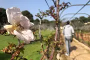 Antibes : 10 ans des Floralies, un succès horticole grandissant