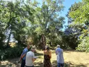 Appel aux signalements pour recenser les arbres remarquables en Charente-Maritime