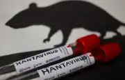 Applications trompeuses profitent de la peur du hantavirus
