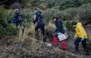 Argentine : capture de 150 rongeurs à Ushuaia, aucun rat à longue queue trouvé
