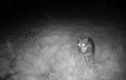 Assouplissement des règles de tirs du loup dans la loi d'urgence agricole