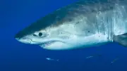 Attaque mortelle de grand requin blanc en Australie-Occidentale