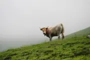 Attaque mortelle de vaches en Autriche : une femme de 67 ans décède