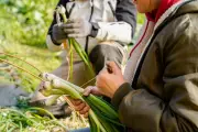 Au Pays Basque, des nouveaux agriculteurs aidés à se faire la main verte