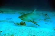 Australie : un homme de 39 ans tué par un requin dans le Queensland