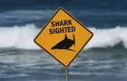 Australie : un homme tué par un grand requin blanc au large de Rottnest