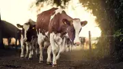 Autriche : une randonneuse tuée par un troupeau de vaches dans le Tyrol