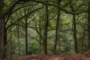 Bains d'arbres : la science confirme les bienfaits des forêts sur la santé
