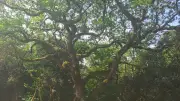 Balade en forêt à Fontarèches : protéger notre écosystème