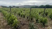 Balade et dégustation au vignoble de Frontignan