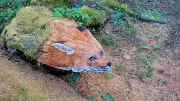 Balades artistiques en Gironde : œuvres en plein air à découvrir