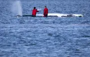 Baleine à bosse sauvée relâchée en mer du Nord au large du Danemark