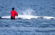 Baleine à bosse secourue en Allemagne retrouvée morte au Danemark