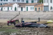 Baleine échouée sur une plage de l'île de Ré : un événement exceptionnel