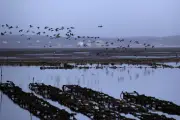 Bassin d'Arcachon : 84% des naissains d'huîtres décimés par mortalités et tempêtes