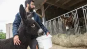 Baudets du Poitou : la France exporte ses ânes pour sauver la race