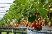 Bois Joly : 1300 fraisiers Flair et une nouvelle maire