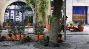 Bordeaux : terrasse végétalisée vandalisée, acte d'intimidation suspecté