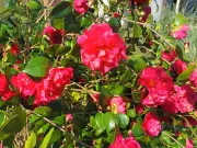 Bostens en flore : plantes et artisanat le 8 mai
