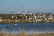 Bruxelles consulte sur l'avenir des lois de protection de la nature