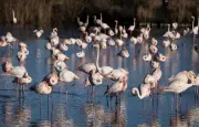 Camargue : des associations appellent à abandonner le projet de ligne THT