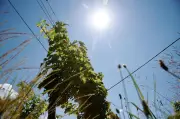 Canicule de mai : des vendanges dès août à cause du réchauffement