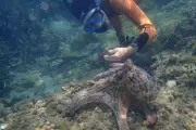 Cannes : une association alerte sur la chute de moitié des poulpes en Méditerranée
