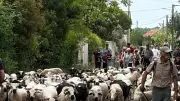 Cardet : un 1er mai entre moutons, partage et convivialité