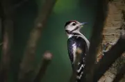 Castillon-Pujols : recensement participatif des pics pour l'Atlas de la biodiversité