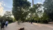 Champ-de-Mars : 60 arbres abattus en trois ans, le poumon vert de Paris menacé ?