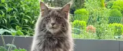 Chat pendu à Marin : autopsie et ADN en cours après la découverte