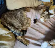 Chat tué et autre amputé à Bergerac : le couple porte plainte