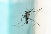 Chikungunya 2025 : plus de 800 cas transmis en France hexagonale