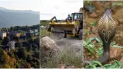 Cobra en liberté, teknival menaçant, Lozère touristique : l'actu régionale