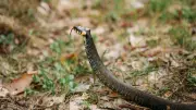 Cobra hautement venimeux en fuite en Occitanie : recherches infructueuses