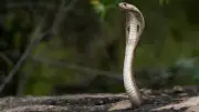 Cobra à lunettes aperçu à Gratentour, secteur bouclé en Occitanie