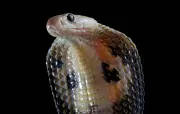 Cobra à lunettes en fuite à Castelginest : où en est la traque ?