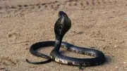 Cobra à lunettes en liberté en Occitanie : où en sont les recherches ?
