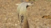 Cobra à lunettes en Occitanie : quel danger mortel pour l'homme ?