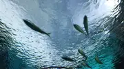 Cocaïne dans les eaux : les poissons perdent le nord