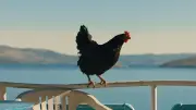 Cocotte en salle : une épopée mythologique vue par une poule noire