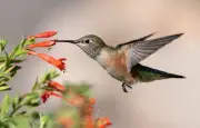 Colibris : le sucre, carburant vital pour leur métabolisme unique