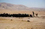 Colonisation par pâturage en Cisjordanie : l'UE sanctionne, mais insuffisamment selon les ONG
